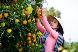 Khám phá vườn trái cây sạch