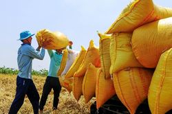 Giá gạo xuất khẩu Việt Nam tăng tuần thứ ba liên tiếp, nhu cầu nhập khẩu ở mức rất cao