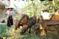 Xóa nghèo ở 'vùng lõm'