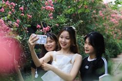 Giới trẻ Hà Nội đua nhau check-in vườn hoa tường vi 'siêu đẹp'