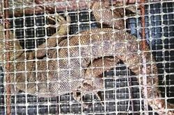 Cá thể kỳ đà hoa quý hiếm bất ngờ đi lạc vào nhà dân ở Huế