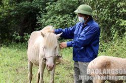 Lộc Bình Phát triển chăn nuôi ngựa theo hướng hàng hóa