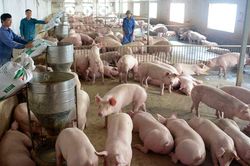 Giá heo hơi hôm nay 3/7: Giữ ổn định, dự báo giá khó vượt ngưỡng 65.000 đồng/kg