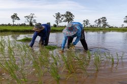 Thái Lan lên kế hoạch đối phó hạn hán kéo dài nhiều năm