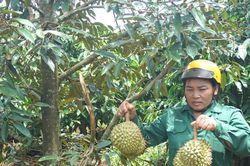 Vườn sầu riêng trĩu quả bị kẻ xấu phá hoại