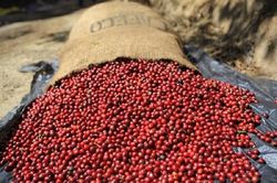Giá cà phê hôm nay 4/7/2023: Giá cà phê robusta tăng mạnh, các quỹ và đầu cơ quay lại mua hàng
