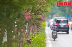 Hoa tường vi khoe sắc trên con đường từng được mệnh danh 'đẹp nhất Việt Nam'