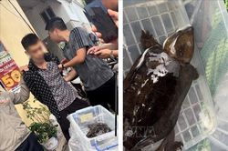 Khởi tố đối tượng tàng trữ trái phép, rao bán rùa đầu to quý hiếm