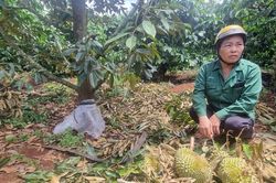 Nông dân rớt nước mắt nhìn vườn cây sầu riêng bị kẻ xấu phá hoại