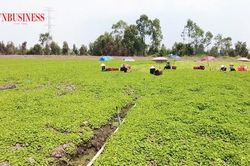 Rau, hoa hữu cơ 'phủ sóng' đất phèn, nông dân thu bạc triệu