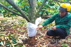 Vườn sầu riêng của người dân sắp thu hoạch bị phá hoại