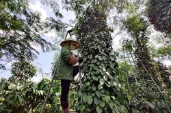 Giá tiêu hôm nay 5/7: Giá tiêu Indonesia tăng khi bước vào vụ thu hoạch mới