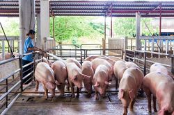 Giá heo hơi hôm nay 5/7/2023: Tiếp tục tăng, cao nhất lên 67.000 đồng/kg
