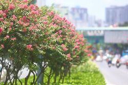 Thay thế phong lá đỏ, đường hoa tường vi nở rộ, khoe sắc giữa phố Hà Nội
