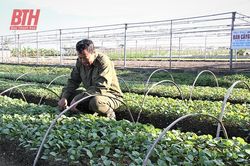 Lão nông thu nhập gần triệu đồng mỗi ngày từ 600 m2 đất