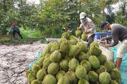 Thận trọng trước lời mời chào mua đất chung trồng sầu riêng
