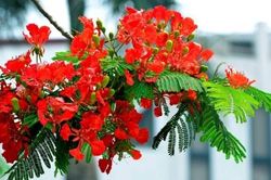 Thời tiết ngày 6/7/2023: Bắc Bộ ngày nắng nóng, đêm có mưa vài nơi
