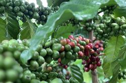 Giá cà phê hôm nay 6/7: Thị trường trong nước biến động nhẹ
