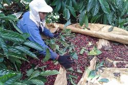 Giá nông sản ngày 6/7/2023: Cà phê tiếp tục giảm, hồ tiêu tăng 500 đồng/kg