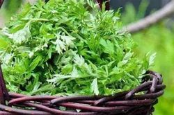 Giảm gàu, nhờn hiệu quả trong mùa hè nhờ lá ngải cứu