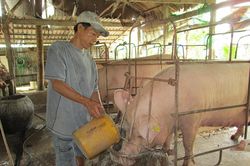 Huyện Châu Thành phát triển ngành hàng chăn nuôi heo theo hướng bền vững