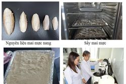 Muối ít natri từ mai mực