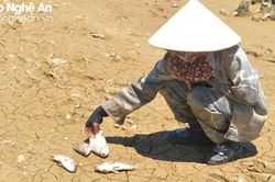 Nghệ An nắng nóng gay gắt, có nơi trên 40 độ C như Tương Dương, Quỳ Châu, Con Cuông, TP Vinh