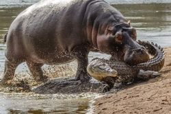 Hà mã nhỏ vô tư 'cắn yêu' cá sấu sông Nile hung dữ nhận cái kết bất ngờ