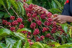 Giá cà phê hôm nay 7/7: Lên cao nhất 15 năm, cảnh báo giá cà phê Robusta có thể quay đầu giảm