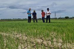 Bảo vệ cây trồng trong mùa nắng nóng