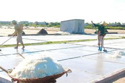 Cận cảnh nông dân Nam Định làm muối giữa cánh đồng nắng chang chang