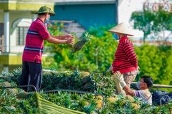 Đến 2025, tập trung phát triển 8 trung tâm đầu mối về nông nghiệp tại đồng bằng sông Cửu Long