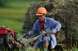 1 triệu ha lúa chất lượng cao thu 9 triệu tấn gạo: Chưa trồng đã đắt khách mua