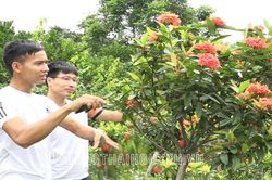 Nông dân Lục Ba thi đua sản xuất, kinh doanh giỏi
