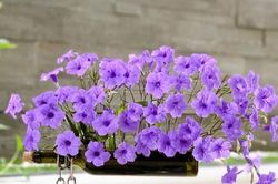 Tử vi Chủ Nhật 9/7/2023 của 12 cung hoàng đạo