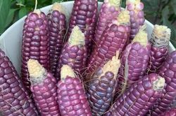 Lạ miệng ngô nữ hoàng đỏ, ngô ăn sống siêu ngọt thơm như hoa quả