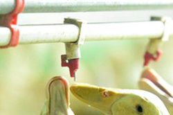 Đầu tư tiền tỷ làm nhà điều hòa cho vịt
