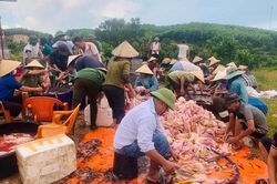 Hà Tĩnh: Hàng trăm người tham gia giải cứu 8.000 con gà chết ngạt