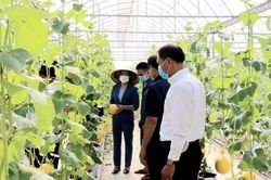 Phấn đấu dẫn đầu cả nước trong phát triển nông nghiệp công nghệ cao
