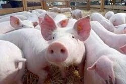 Giá lợn hơi tăng liên tục, cao nhất 67.000 đồng/kg