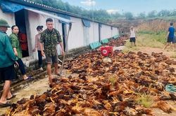 Người dân chung tay 'giải cứu' 8.000 con gà chết ngạt