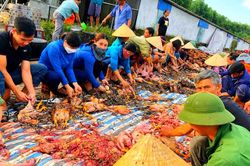 Quạt gió trại nuôi gặp sự cố, hàng ngàn con gà chết ngạt