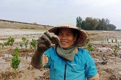 Những người phụ nữ mưu sinh dưới tán rừng ngập mặn