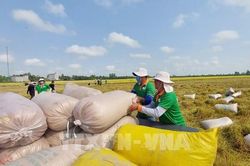 An Giang gia tăng xuất khẩu các mặt hàng chủ lực
