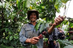Giá cà phê hôm nay 10/7: Neo quanh mức cao nhất 15 năm, cà phê Việt Nam sẽ đáp ứng tốt quy định EU