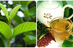 Uống nước lá ổi thay nước lọc được không?