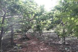 Trồng cây trên núi đá vôi cao sừng sững, mỗi năm thu lời cả trăm triệu