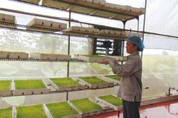 Thu tiền tỷ nhờ trồng rau mầm sạch