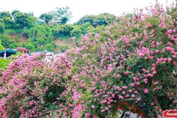 Mùa hoa tường vi khoe sắc