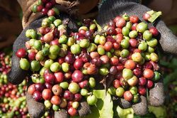 Giá cà phê 11/7: Đồng loạt giảm tại thị trường trong nước và thế giới